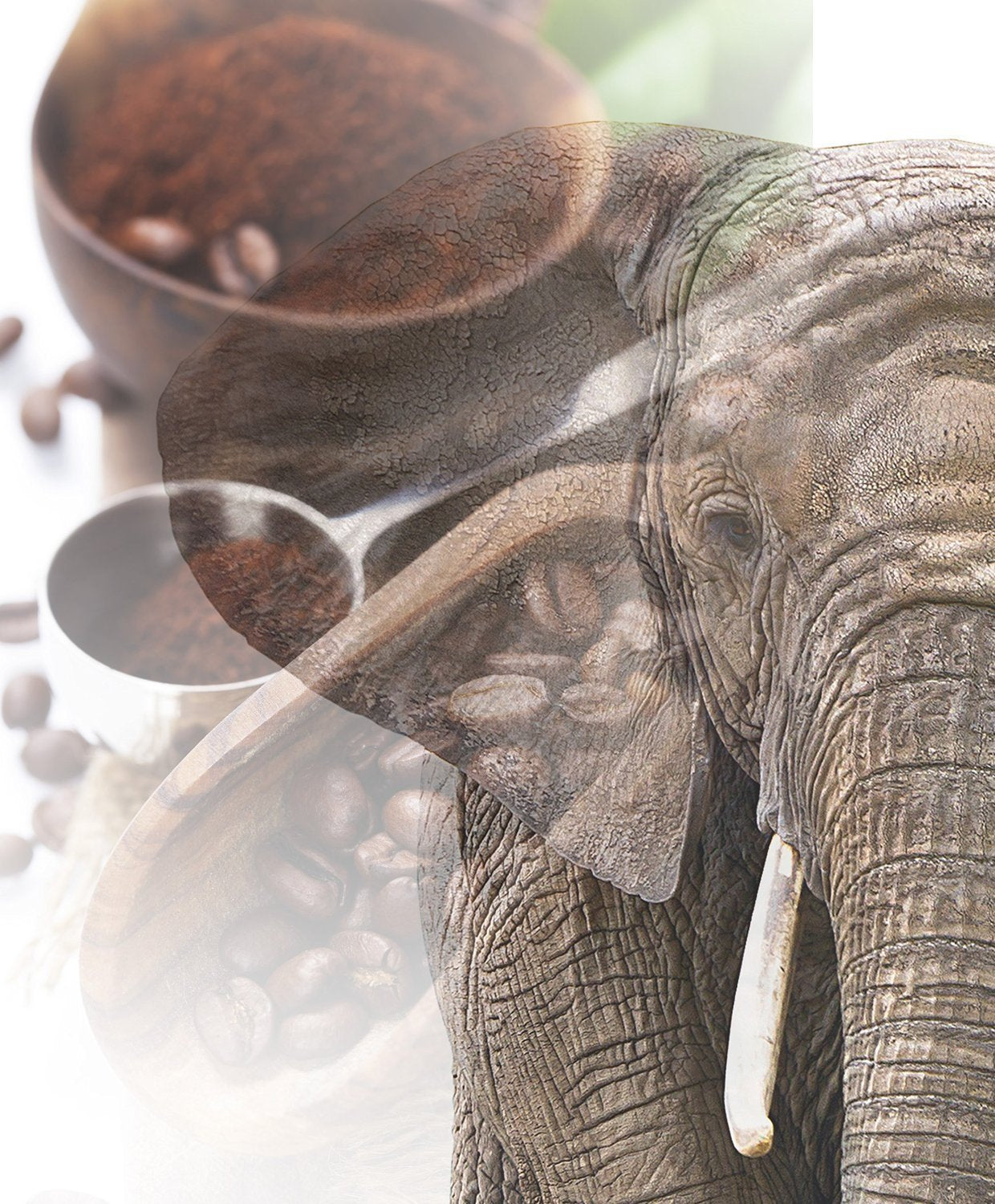 Jumbo Kaffee | Elefantenkaffee Maragogype (1000 g, Ganze Bohnen) – Die größten Bohnen der Welt, ohne Säure, extra mild