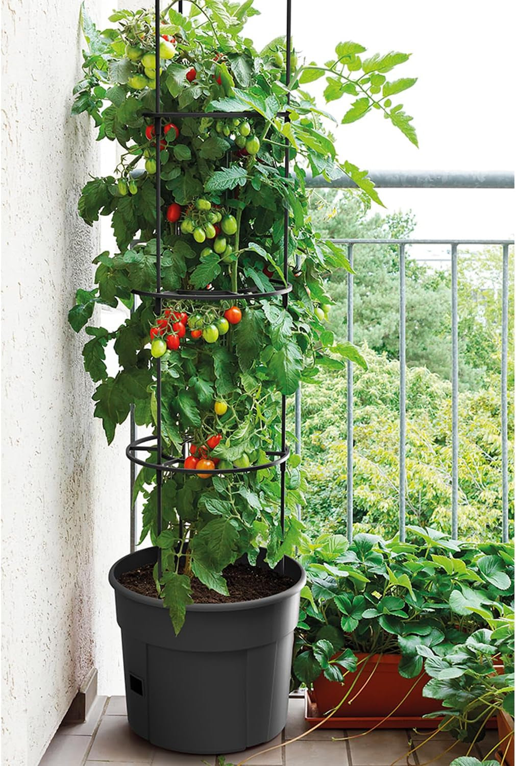 Prosperplast Tomatensämlingstöpfe mit Spalier – Stabiler Pflanzkasten aus Kunststoff | Anthrazit | Witterungs- und UV-beständig | 29,5 x 115,2 cm | Ideal für Garten und Terrasse