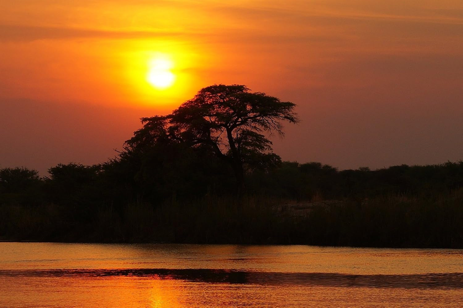 C&T Coffee Rarity – Wilder Kaffee aus Äthiopien, Afrika | 1000g Kaffee (ganze Bohnen) – Kräftig und fruchtig | + Wild angebaut + Handgepflückt + Sonnengetrocknet + Leicht geröstet