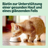 Amazon Mixed Selection Nassfutter für junge Katzen in Gelee, 1,2 kg (12 Beutel à 100 g)