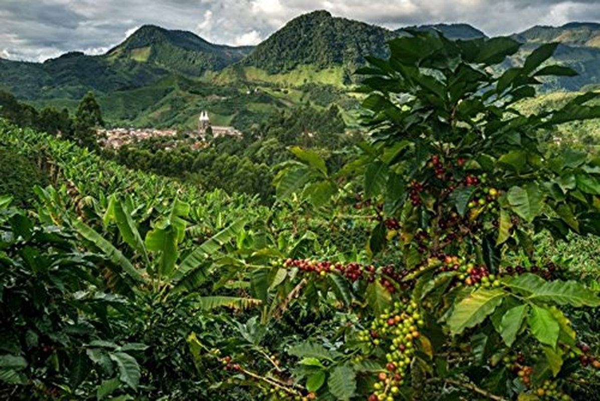 100 % natürliche Arabica-Kaffeebohnen 1 kg – Intensiv gerösteter Espressokaffee mit einer Mischung kolumbianischer und brasilianischer Herkunft – Fair Trade.