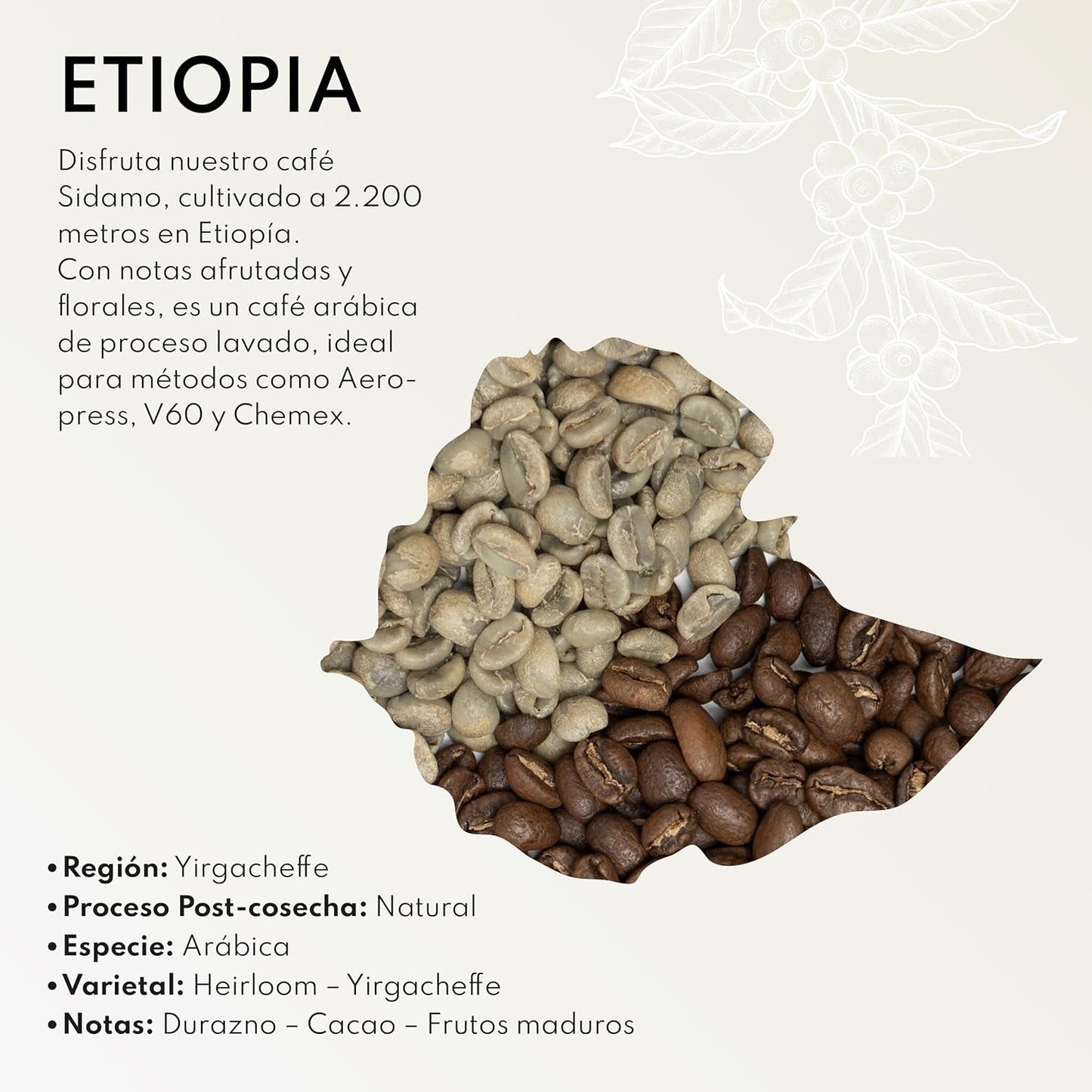Boconó Spezialitätenkaffee Äthiopien 100 % Arabica, mittlere Röstung, 1 kg – Ideal für V60, Chemex, Kalita usw.