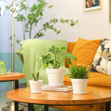 T4U 16 cm Kunststoff-Blumentopf mit Untersetzer, Set mit 6 Kunststoff-Kräutertöpfen mit mehreren Drainagelöchern, runder Topf für Sukkulenten im Innen- und Balkonbereich, Kakteen, weiß