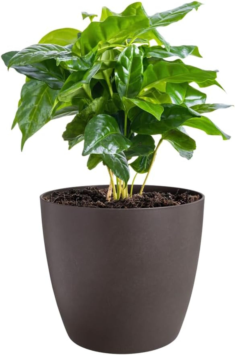 elho The Coffee Collection, runde Kanne für den Innenbereich, 18 cm, aus Kaffeesatz und recyceltem Kunststoff – Braun/Espressobraun