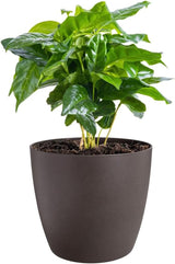 elho The Coffee Collection, runde Kanne für den Innenbereich, 18 cm, aus Kaffeesatz und recyceltem Kunststoff – Braun/Espressobraun
