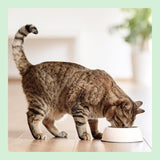 Amazon Getreidefreies Nassfutter für Katzen, Hühnerstücke in Gelee in Dosen, 12 x 405 g