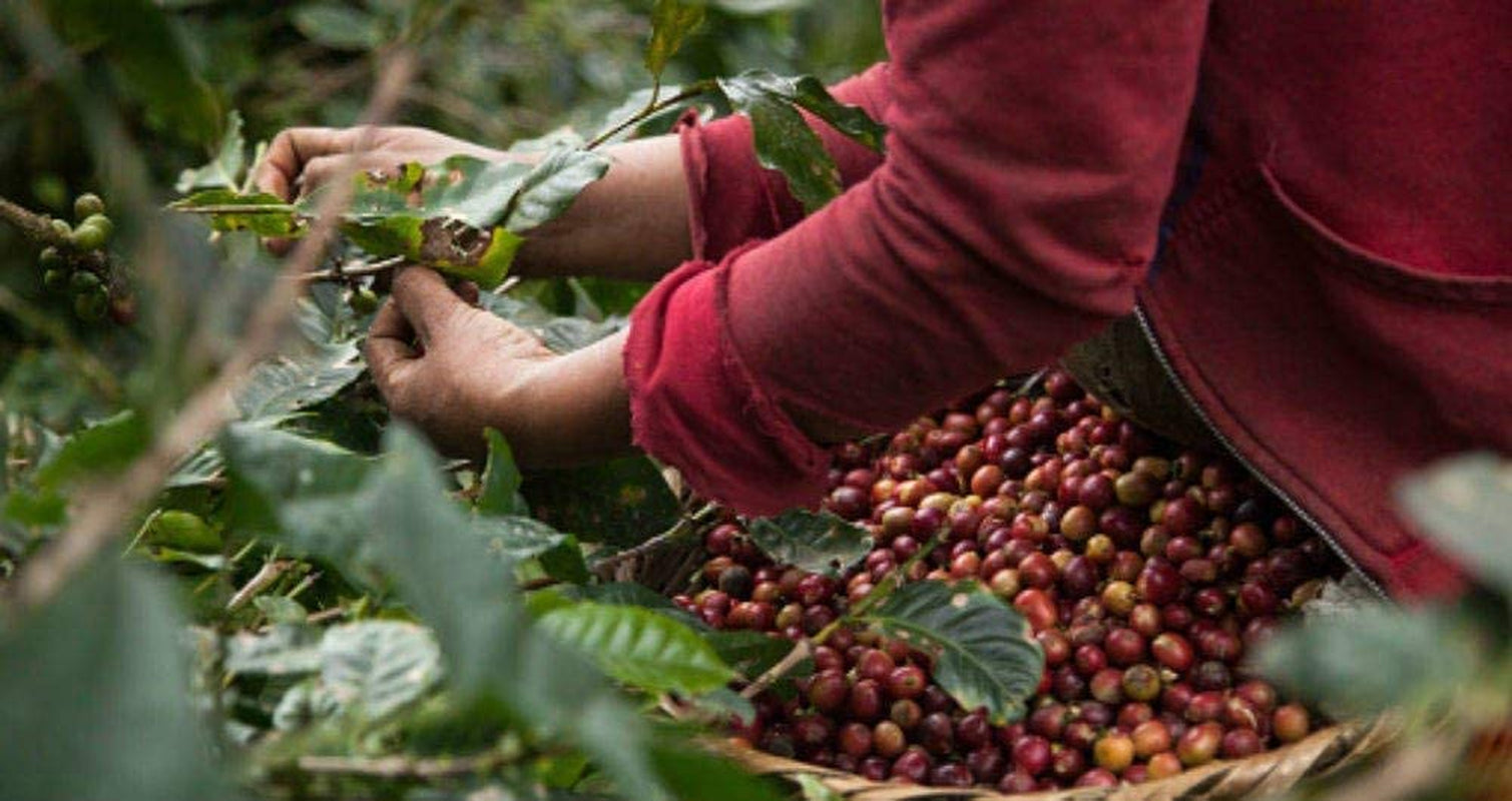 Entkoffeinierte Kaffeebohnen 1 kg natürlich 100 % – Espresso Intensiver Geschmack aus Kolumbien und Brasilien.