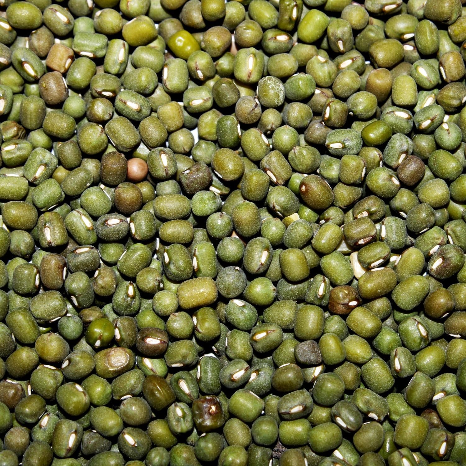 AFROASE - Munggrüne Bohnen - 1 x 1 kg