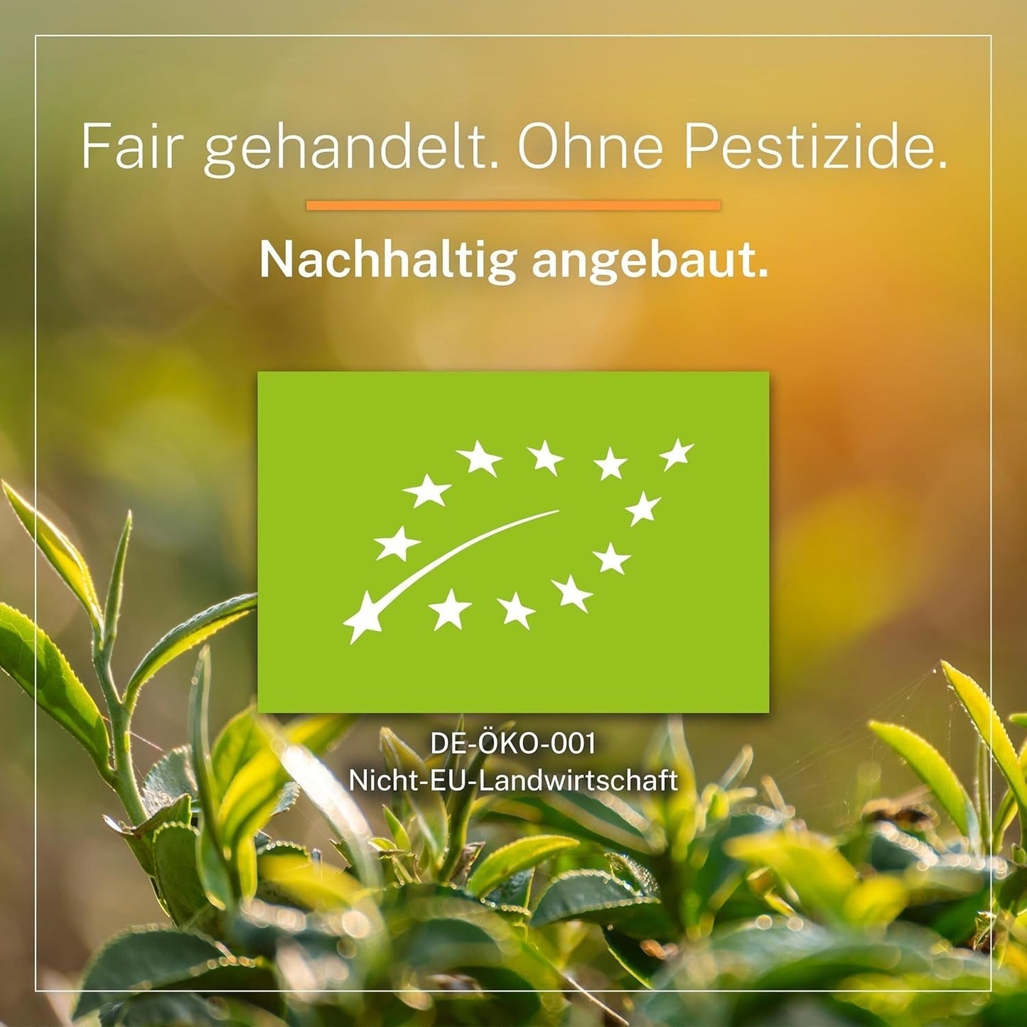 Ti Guan Yin Bio-Oolong-Tee 100 g – hochwertiger Bio-Oolong-Tee aus China – Wu Long (Zeremonialqualität) – für Teeliebhaber und Kenner – Mycupoftea