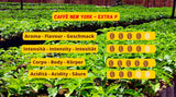 New York Coffee – EXTRA P – Kaffeebohnen, kräftiger und kräftiger Geschmack, Arabica- und Robusta-Bohnen, zum Mahlen, italienischer Espresso, Barmischung – Premium-Qualität seit 1930 – 1 kg, Bohnen