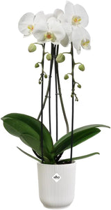 elho Vibes Fold Orchid High 12,5 cm – Orchideentöpfe für den Innenbereich – Blumentöpfe für den Innenbereich – 100 % recycelter Kunststoff – Weiß/Seidenweiß