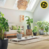 Pflanzgefäß LECHUZA Classico Color ECO 35 Dunkelgrau | Pflanzgefäß mit Bewässerungssystem und Wasserstandsanzeige | Hergestellt aus 100 % recyceltem Kunststoff | Mattes Finish | Ø 34,5 x 32,5 cm | 18935