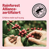 von Amazon Klassische Kaffeepads aus 100% Arabica, geeignet für Senseo-Maschinen, 36 Stück (1 Packung mit 36 ​​Stück) – Rainforest Alliance-zertifiziert