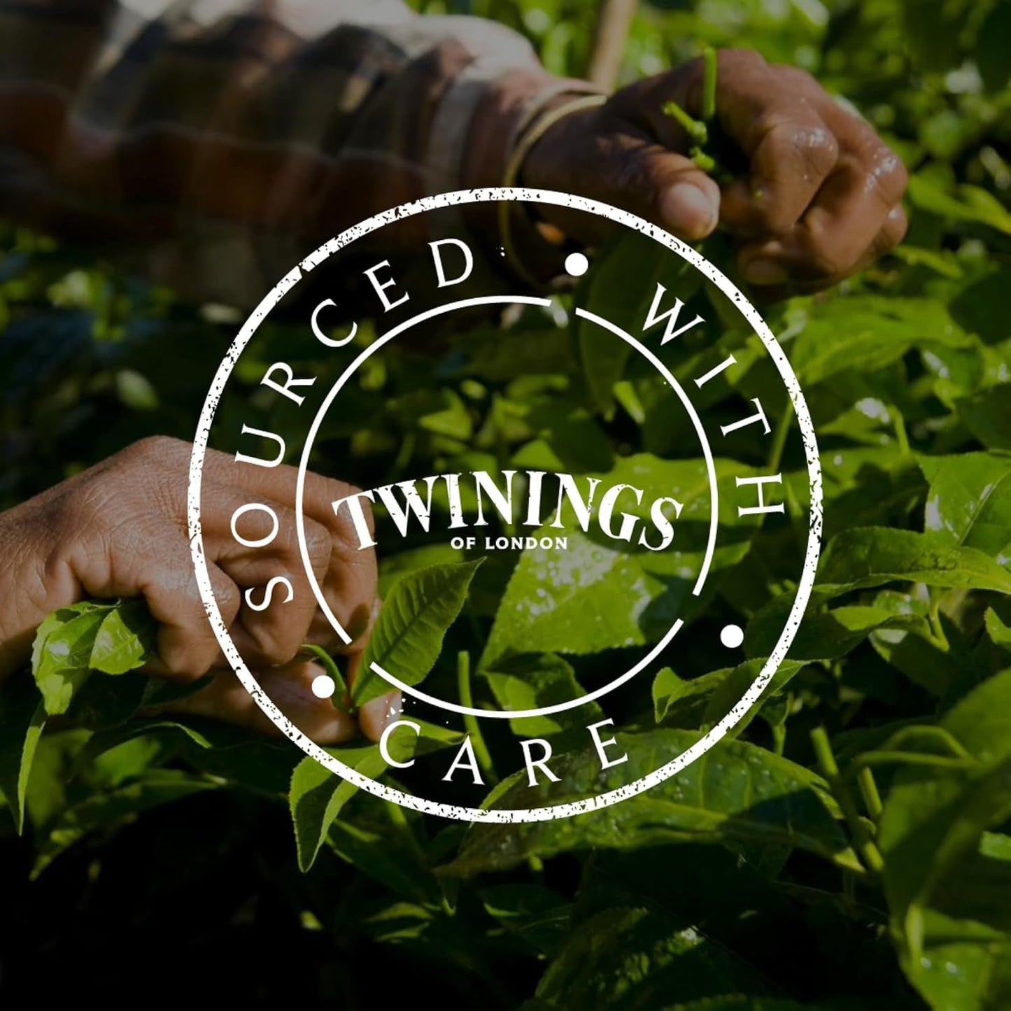 Twinings SWEET DREAMS Kamillentee mit Honig, Orange und Limettenblüten – Süße Kräuterteemischung zur natürlichen Schlafverbesserung, 12er-Pack (je 10 Teebeutel)