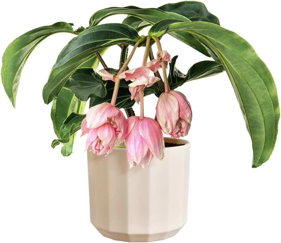 Runder Topf elho Facet 17 cm – für den Innenbereich – 100 % recycelter Kunststoff – Ø 16,6 x H 14,9 cm – Rosa/Mandelrosa