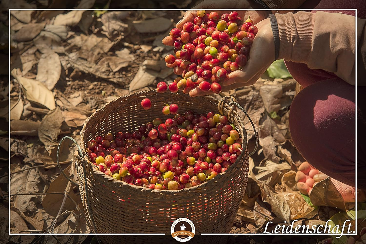 Spezialkaffee aus Südamerika – Galapagos, dem einzigartigen Ökosystem der Inseln (1000 Gramm, ganze Bohnen) – Single Origin Kaffee – Premiumkaffee – geringer Säuregehalt – leicht geröstet und frisch
