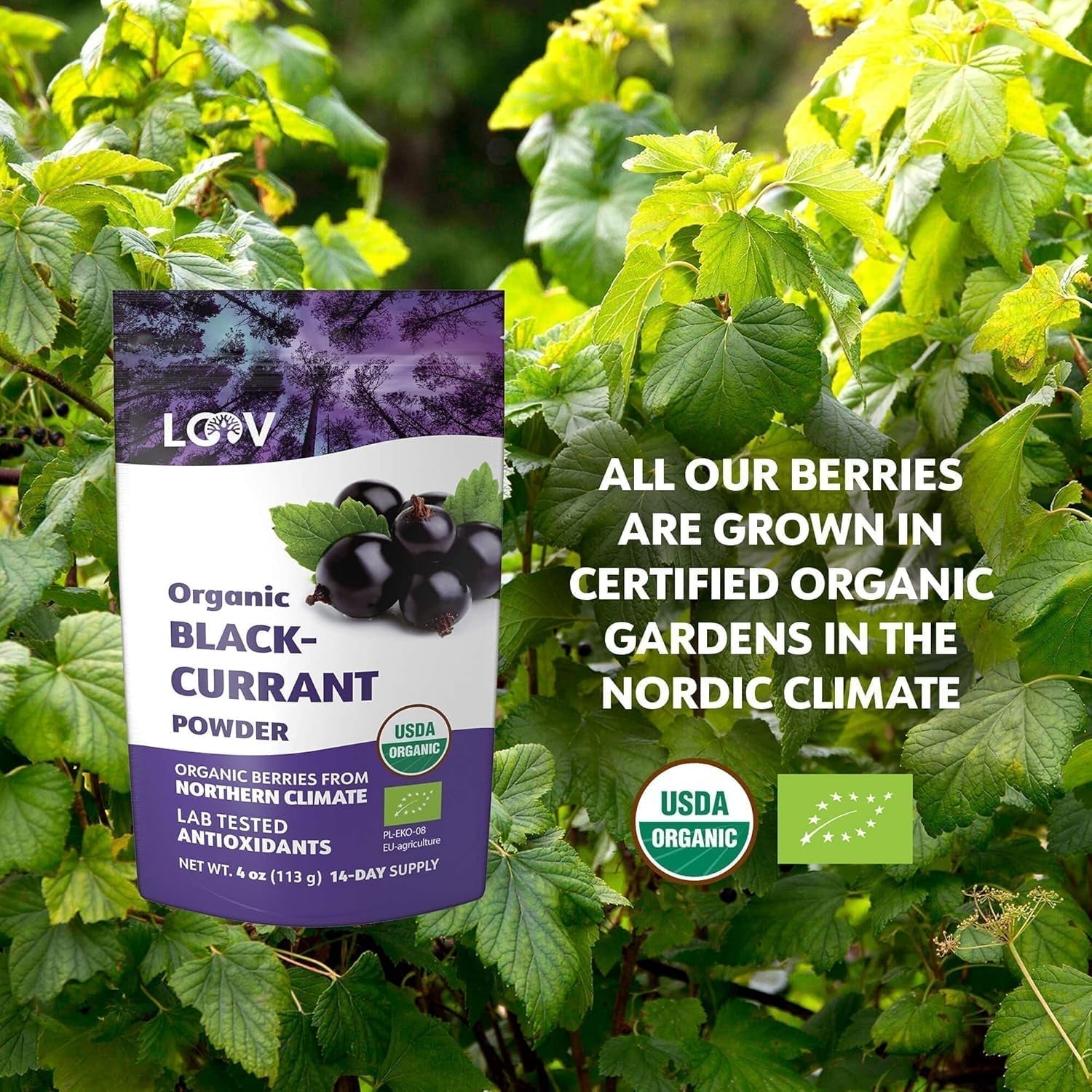 LOOV Bio-Pulver aus schwarzen Johannisbeeren, hergestellt aus 100 % ganzen schwarzen Johannisbeeren, gefriergetrockneten und pulverisierten Bio-Beeren, angebaut in Nordeuropa, ohne Zuckerzusatz, 113 g, dehydrierte Produkte von Naty Shop