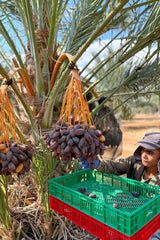NABALI FAIRKOST FÜR ALLE Medjoul - Medjool Dates Choice I – 100 % natürlich aromatisch frisch orientalisch weich I süß wie Honig und karamellisiert I Herkunft: Palästina I (1x1KG) Dehydrierte Produkte Naty Shop