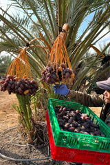 NABALI FAIRKOST FÜR ALLE Medjoul - Medjool Dates Choice I – 100 % natürlich aromatisch frisch orientalisch weich I süß wie Honig und karamellisiert I Herkunft: Palästina I (1x1KG) Dehydrierte Produkte Naty Shop