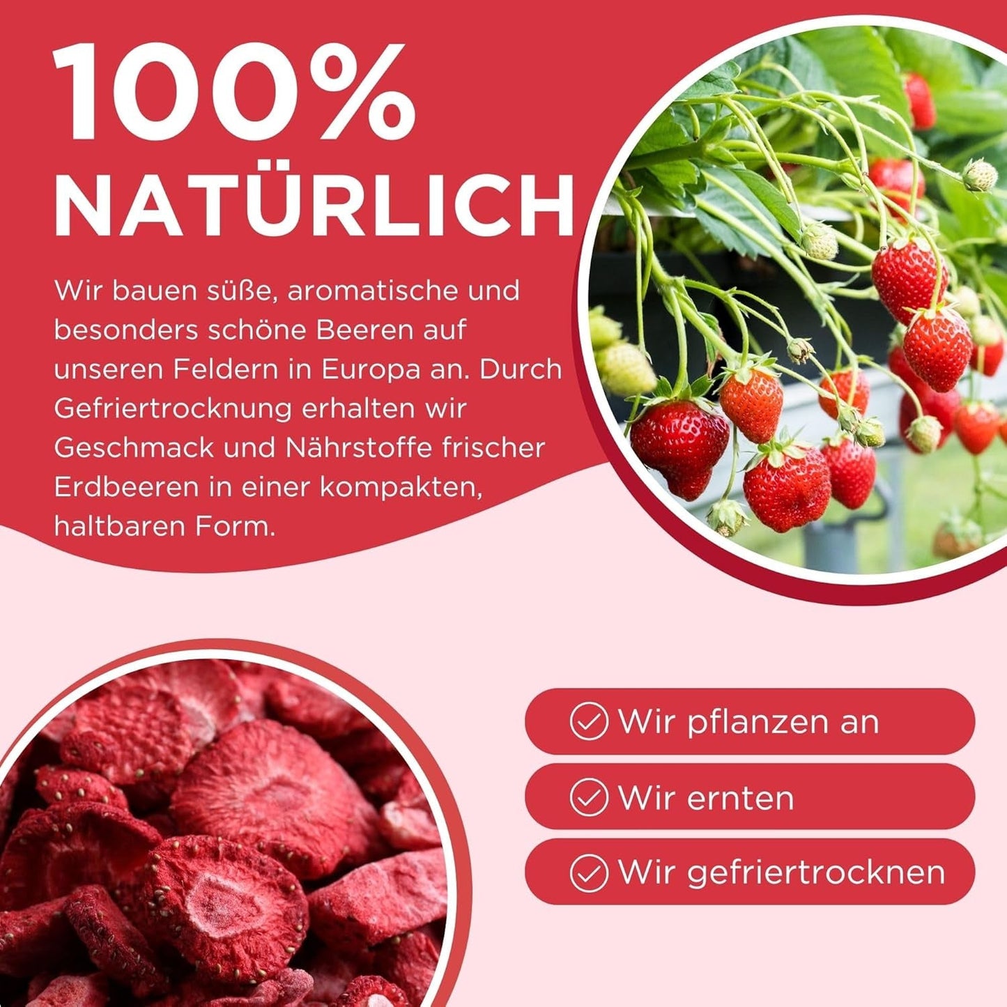 Sommerliche gefriergetrocknete Erdbeeren – 5er-Pack – zuckerfrei, 100 % natürlich, leckere knusprige Snacks für Kinder und Erwachsene, ideal für Müsli und Lunchboxen (55 g). Dehydrierte Produkte Naty Shop