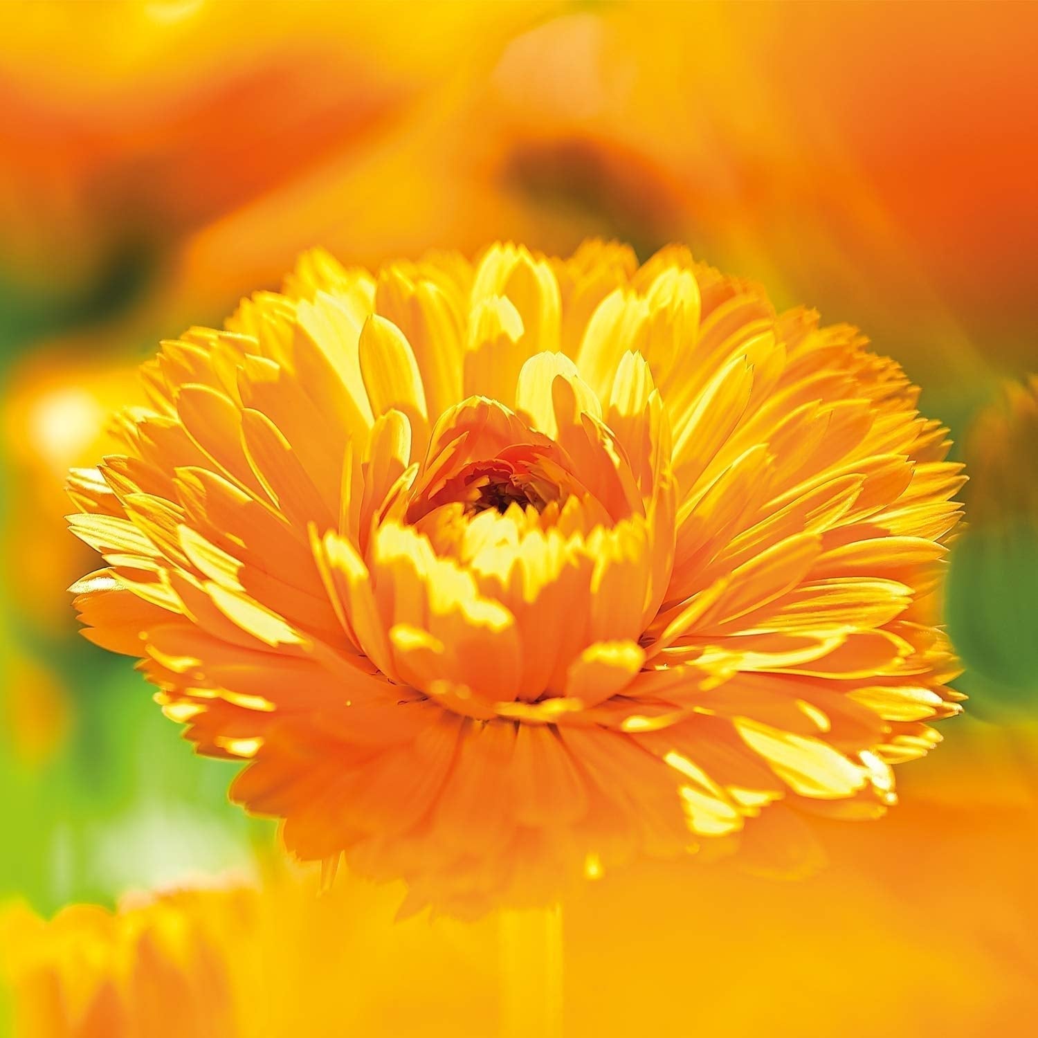 WELEDA Bio Baby Calendula Pflegecreme Körper & Gesicht 30ml – Gesichtscreme / Hautcreme für Naturkosmetik mit Sesamöl und Lanolin zur Pflege trockener Haut. Feuchtigkeitsspendende Pflegecreme für Babys und Kinder Kinder - Bade- und Hautpflege Naty Shop