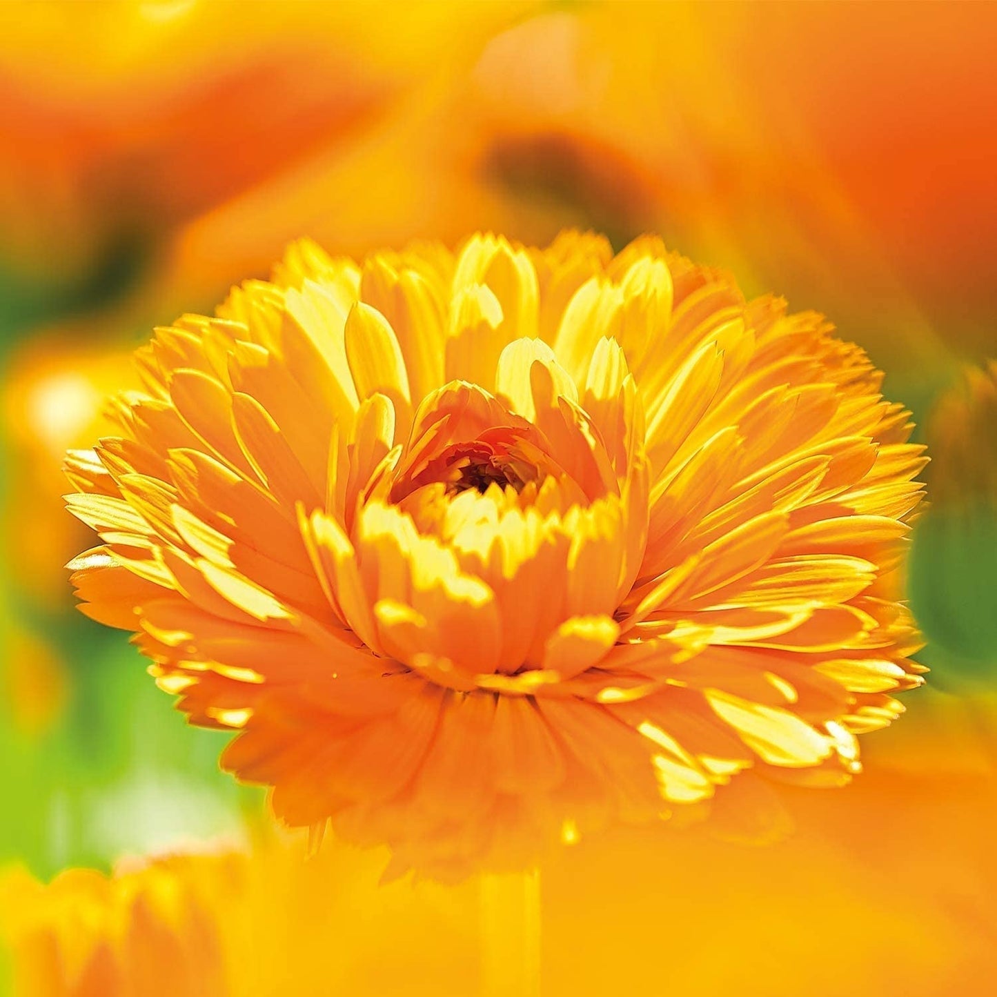 WELEDA Bio Baby-Calendula-Wundschutzcreme 75 ml – Naturkosmetische Wundsalbe / Babycreme zum Schutz der empfindlichen Babyhaut im Windelbereich. Hilft bei Rötungen, gereizter Haut und Schmerzen. Kinder – Bath and Skincare Naty Shop